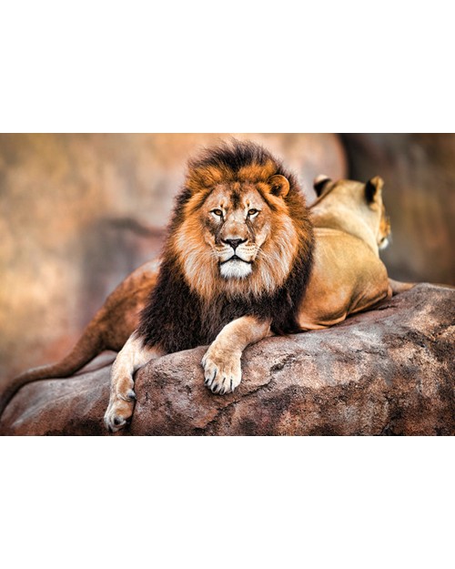 PP34092 King of the Pride